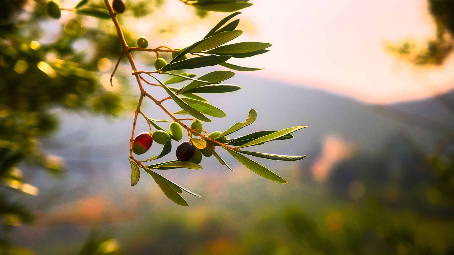 Ast mit Oliven eines Olivenbaums